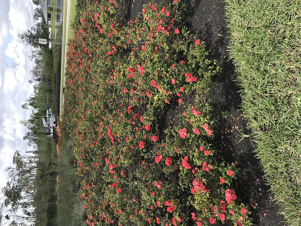 Top Dressing Roses - AFTER